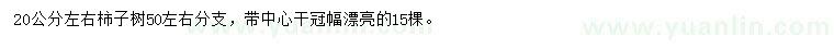 求購20公分左右柿子樹
