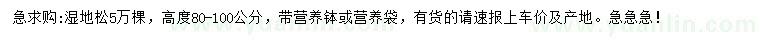 求購(gòu)高度80-100公分濕地松