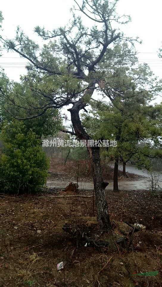 安徽黑松 滁州黑松 安徽黑松基地 批发/供应