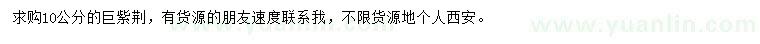 求購10公分巨紫荊