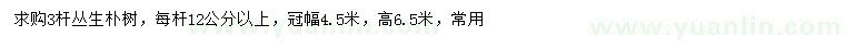 求購12公分以上樸樹