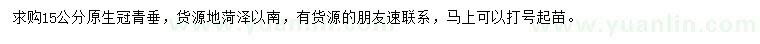 求購15公分原生冠青垂
