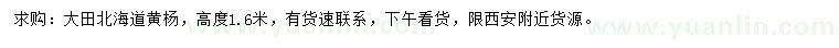 求購高1.6米北海道黃楊