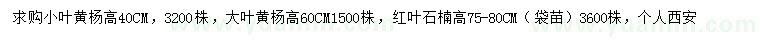 求購小葉黃楊、大葉黃楊、紅葉石楠