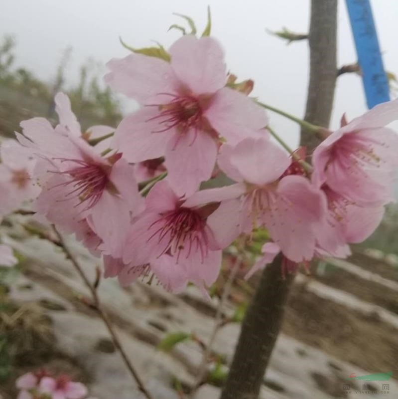 千島粉紅佳人櫻花1年生嫁接苗