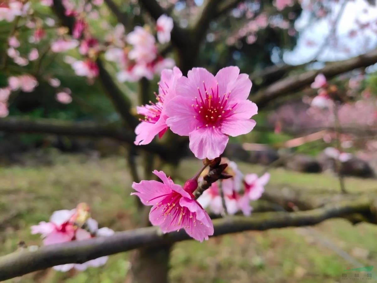河津櫻1年生嫁接苗