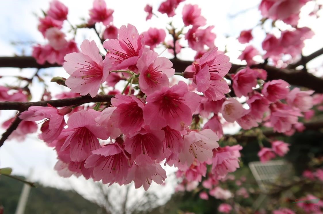 河津櫻1年生嫁接苗