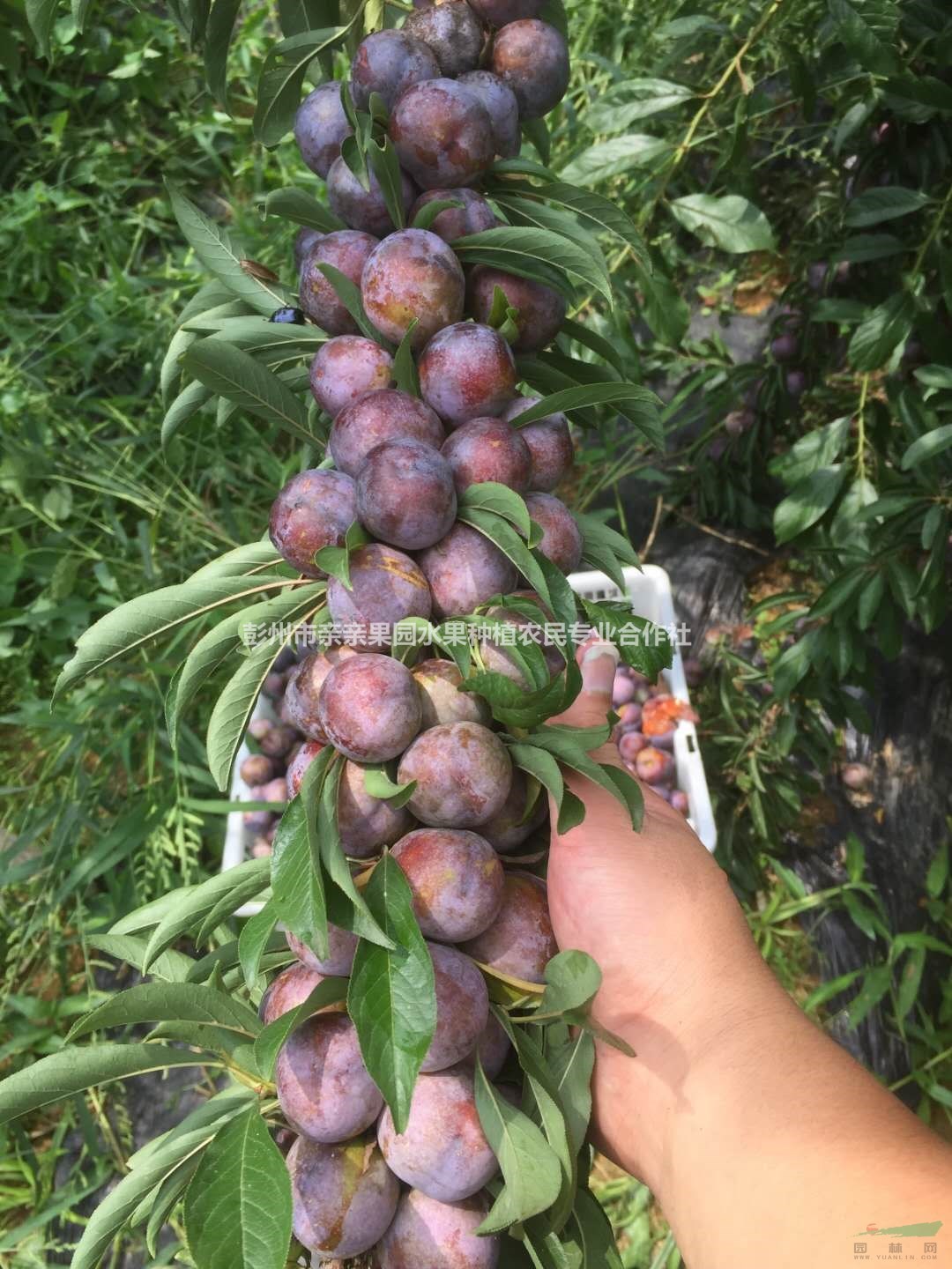 翠紅李幼苗基地 ，翠紅李幼苗種植技術(shù)