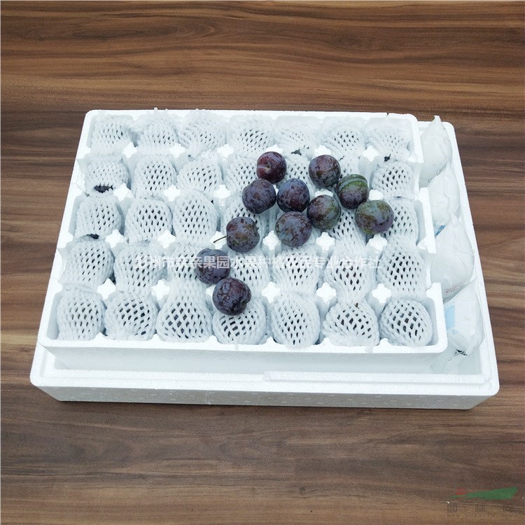 翠紅李幼苗基地 ，翠紅李幼苗種植技術(shù)