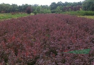 紅葉小檗小苗 紅葉小檗球兒 紅葉小檗成品苗 定州紅葉小檗