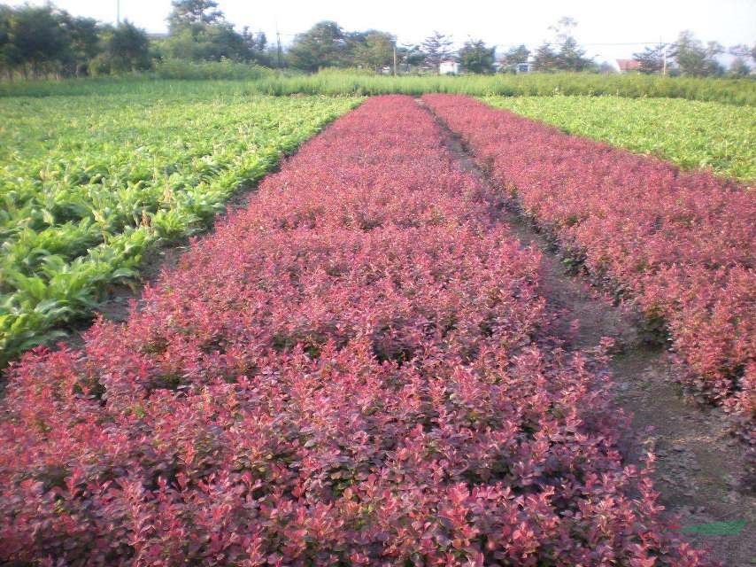 紅葉小檗小苗 紅葉小檗球兒 紅葉小檗成品苗 定州紅葉小檗