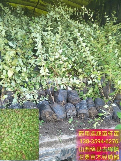 山西=1年连翘苗采购基地=2年连翘苗种植厂家