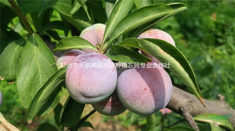 脆紅李樹苗基地，哪家脆紅李樹苗基地比較好？