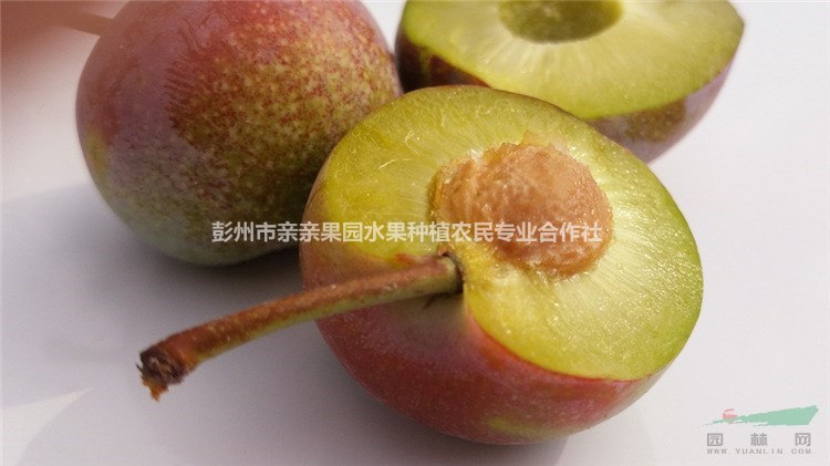 脆紅李樹苗基地，哪家脆紅李樹苗基地比較好？