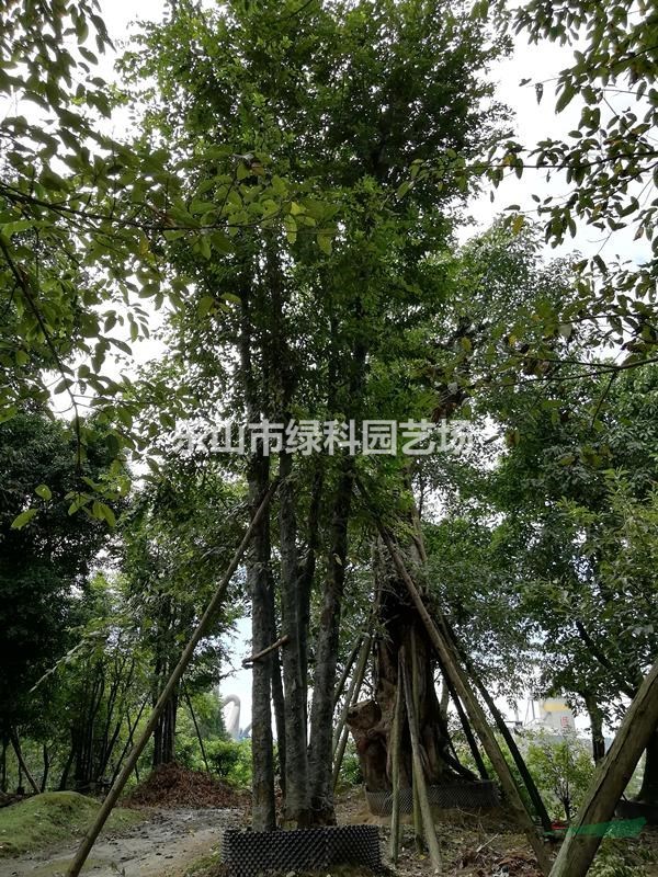 四川乐山供应自然米径55～70公分丛生朴树