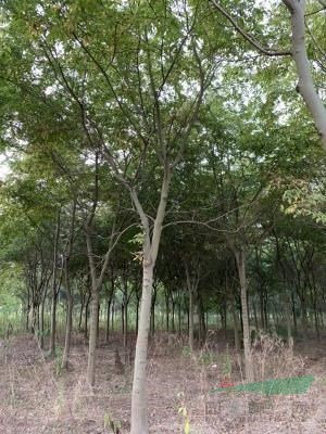 大量供應(yīng)各種規(guī)格樸樹需要隨時(shí)聯(lián)系