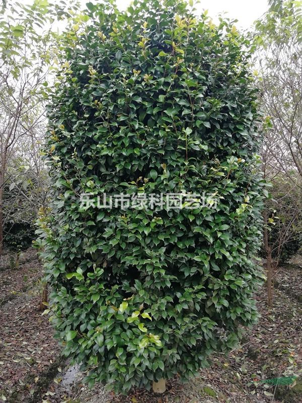 四川樂(lè)山供應(yīng)柱狀茶花