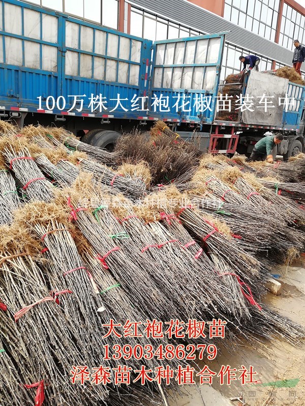 大紅袍花椒苗~50公分80公分1米大紅袍花椒苗 花椒苗產(chǎn)地