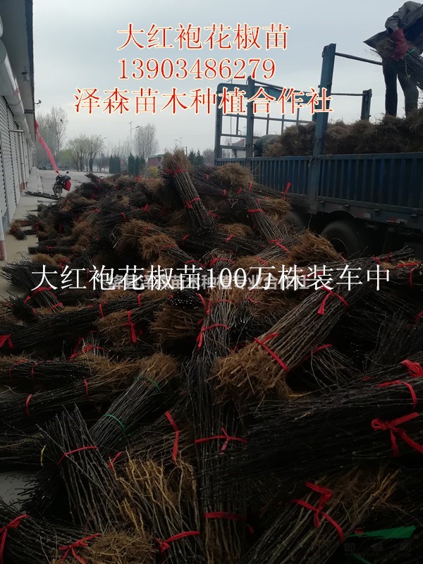 大紅袍花椒苗~50公分80公分1米大紅袍花椒苗 花椒苗產(chǎn)地