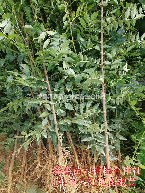 大紅袍花椒苗價(jià)格~1年0.5公分粗花椒苗~2年1公分粗花椒苗