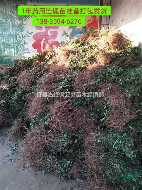 连翘苗价格行情 //山西1年2年3年连翘苗产地价格