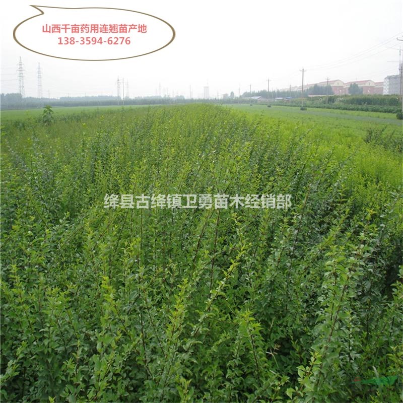 连翘苗价格 =营养杯+裸根连翘苗=1年+2年连翘苗