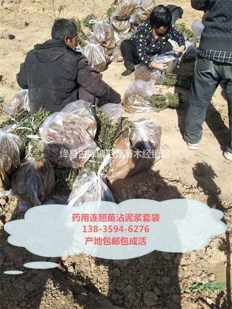 2年连翘苗批发（哪里有卖+价格+种植厂家）