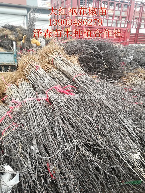 一年大紅袍花椒苗一畝產(chǎn)量多少=大紅袍花椒苗價格