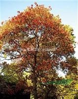 南京楓香樹、榔榆樹|10-20公分楓香樹價優