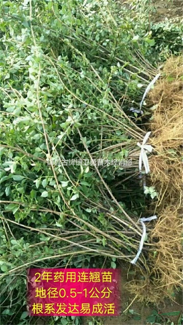 一年生连翘苗价格多少钱一棵？30公分40公分50公分连翘苗