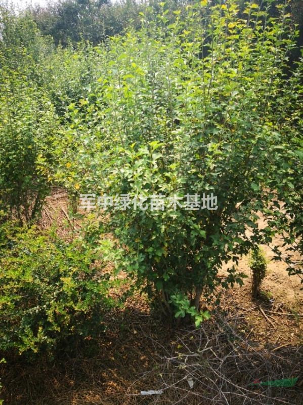 木槿1一200公分冠丛生木槿基地/价格/产地/图片/行情