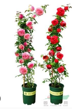 江蘇地區(qū) 月季花 樹(shù)狀月季 歐月 品種月季 基地大量出售