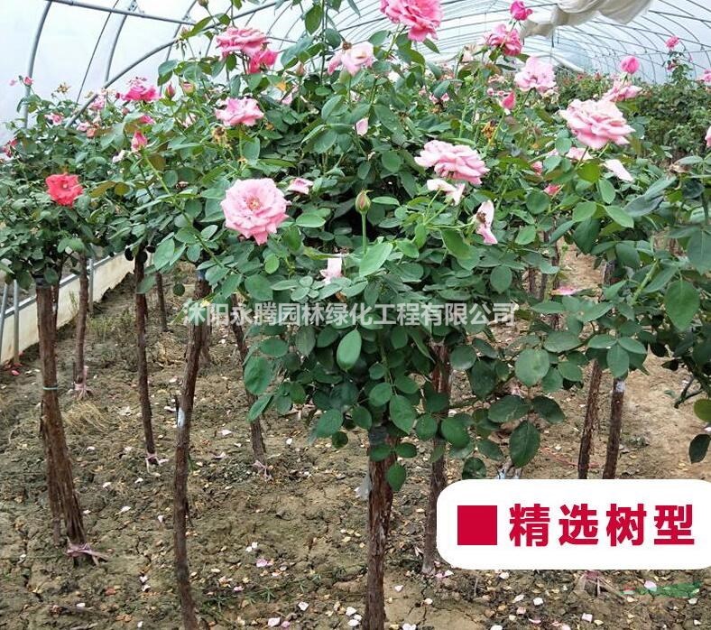江蘇地區(qū) 月季花 樹(shù)狀月季 歐月 品種月季 基地大量出售
