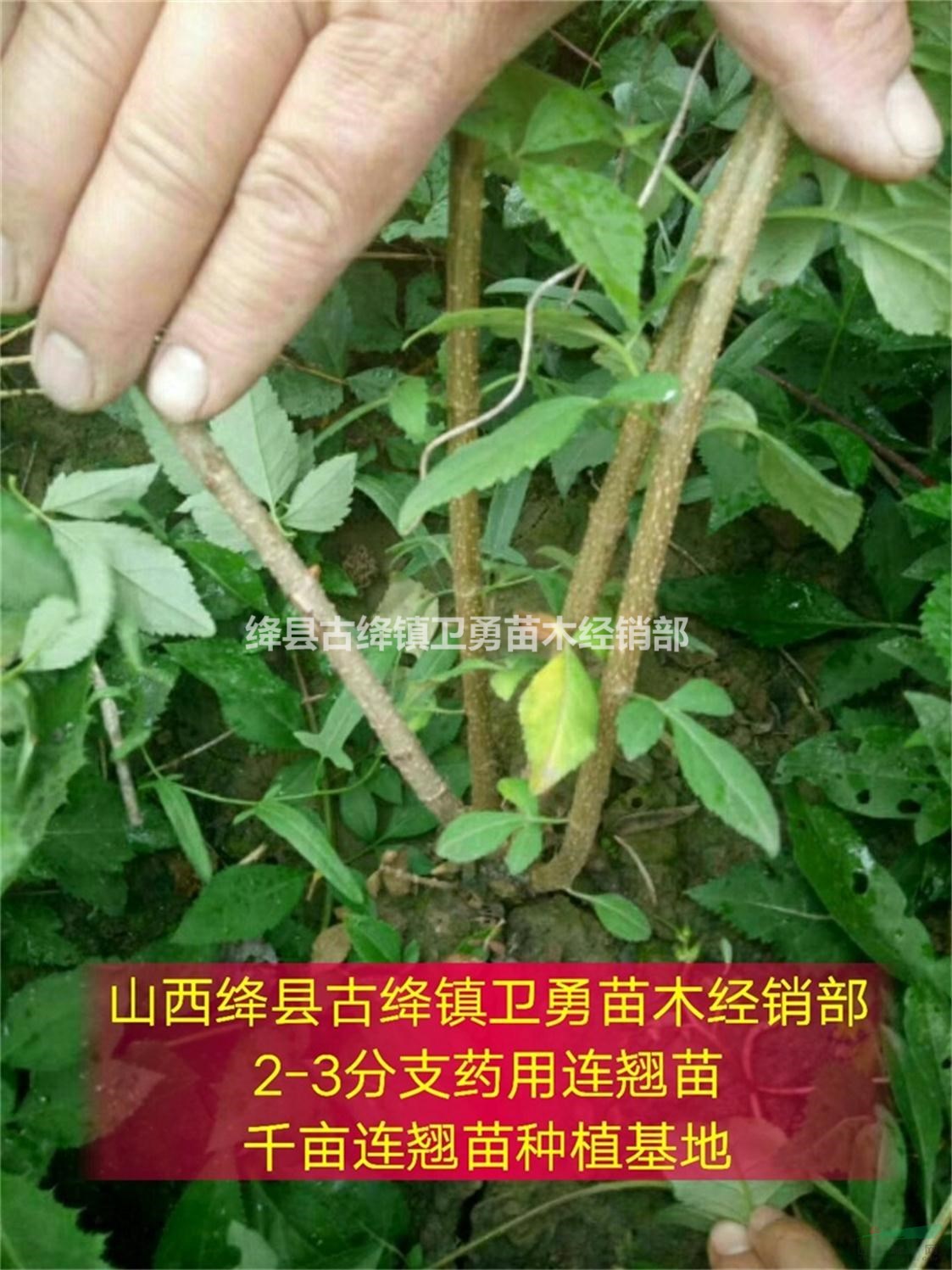 连翘苗产地//1年连翘苗价格低+2年连翘苗规格全+3年连翘苗