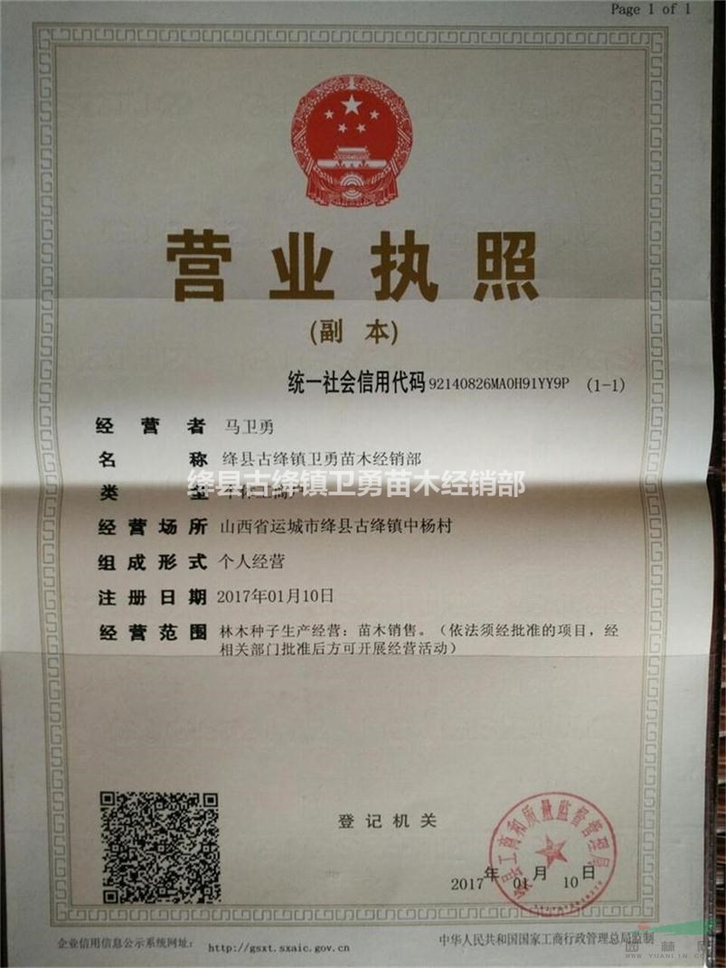 连翘种植前景=连翘种植经济效益=连翘苗一亩地种植多少棵