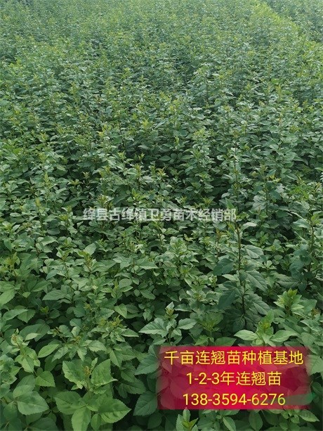 连翘种植前景=连翘种植经济效益=连翘苗一亩地种植多少棵