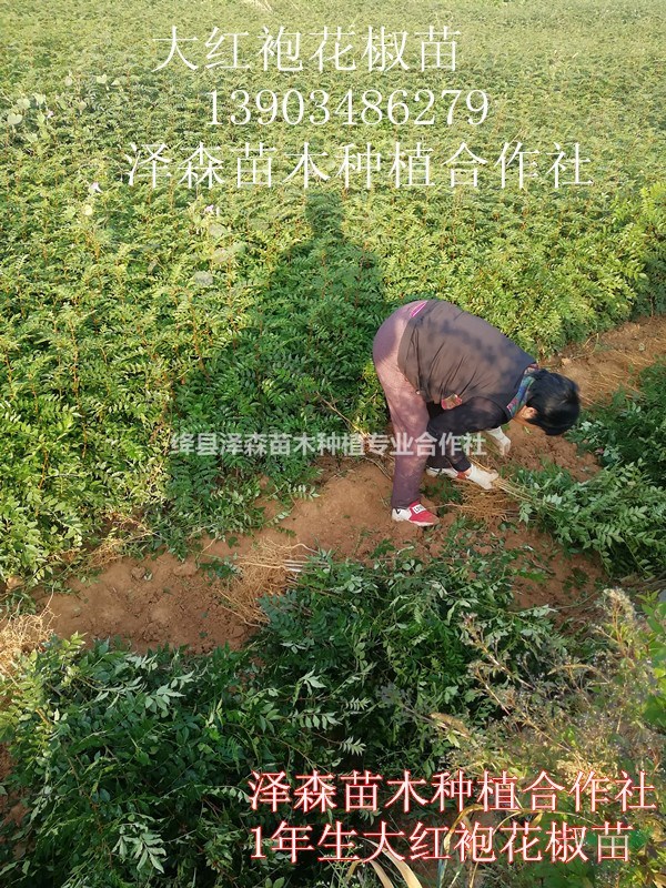 大紅袍花椒苗~1米高花椒苗~基地看苗現(xiàn)挖~易成活包品種