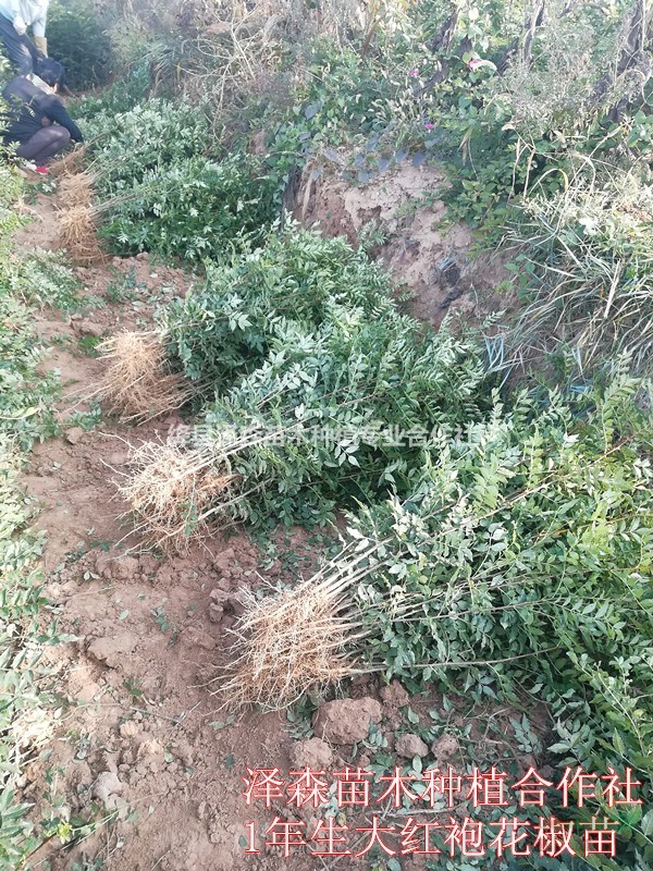 大紅袍花椒苗~1米高花椒苗~基地看苗現(xiàn)挖~易成活包品種