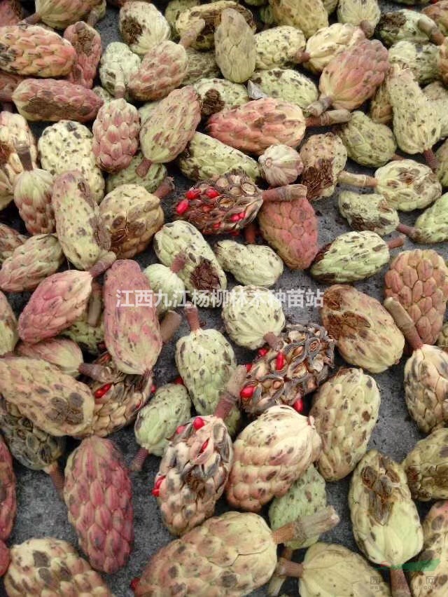 廣玉蘭種子 廣玉蘭種子價格多少錢一斤 