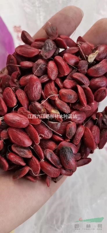 廣玉蘭種子 廣玉蘭種子價格多少錢一斤 