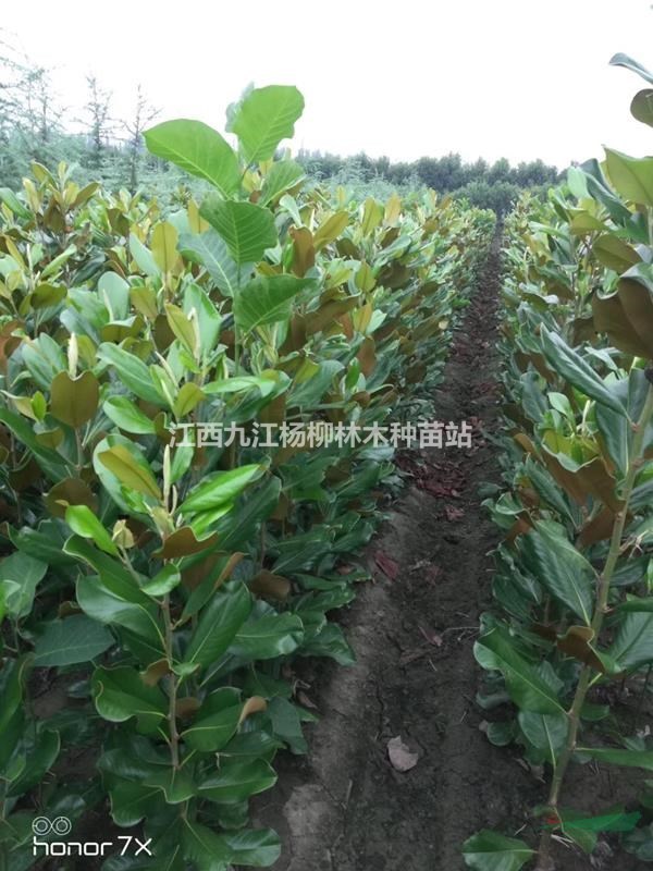 廣玉蘭種子 廣玉蘭種子價格多少錢一斤 