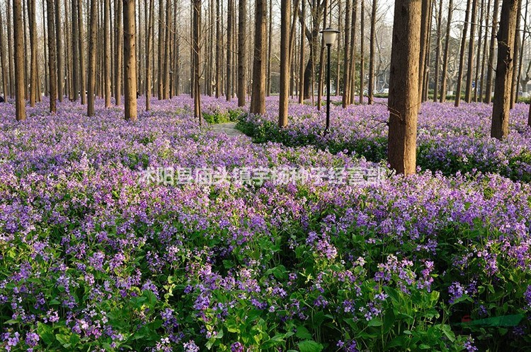 秋播二月蘭種子耐寒耐蔭多年生宿根諸葛菜花種子室外易種園林綠化