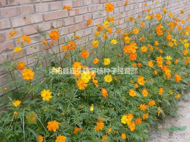 硫化菊種子黃波斯菊花種子黃秋英花籽硫華菊種子四季易種