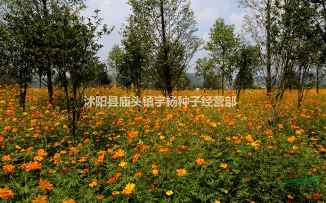 硫化菊種子黃波斯菊花種子黃秋英花籽硫華菊種子四季易種