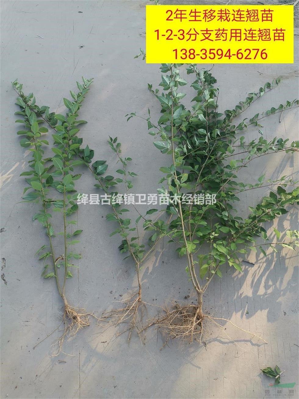 2年连翘苗规格++产地++价格？？