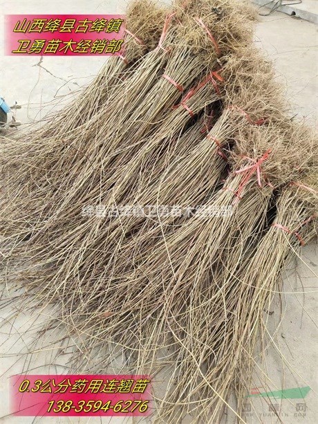 2年连翘苗规格++产地++价格？？