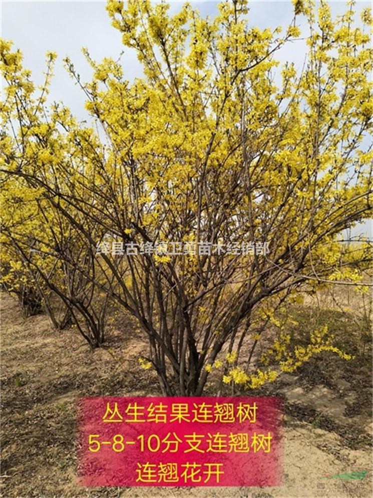 2年连翘苗（地径0.4公分+0.5公分+高度1米连翘苗）价格