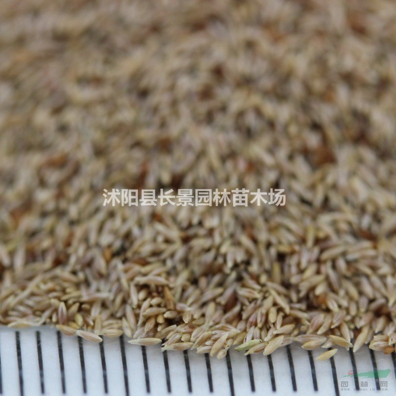 剪股穎種子多少錢一斤？播種前需要進(jìn)行催芽處理嗎？