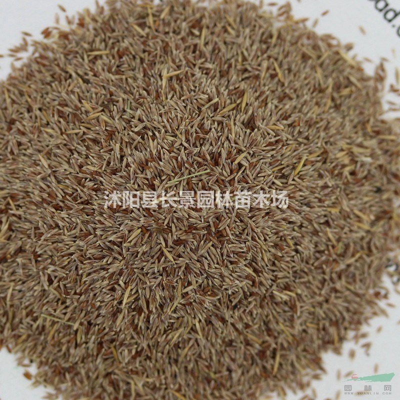 剪股穎種子多少錢一斤？播種前需要進(jìn)行催芽處理嗎？