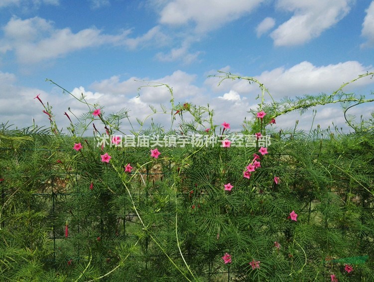 羽葉蔦蘿花種子四季易種活庭院陽臺盆栽爬藤攀援植物五角星花苗籽